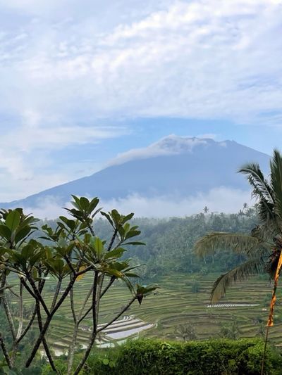 Palm trees with clouded mountain in the background